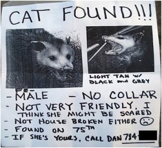 cat+found.jpg