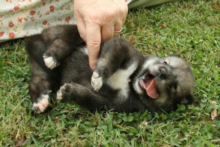 puppytime.jpg