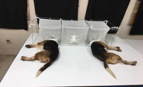 ca._wcw_beagles.jpg ca._wcw_beagles.jpg