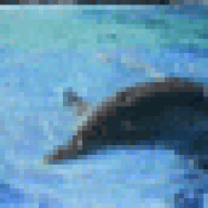 dolphin