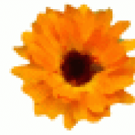 calendula