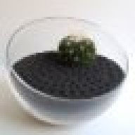 Zen Cactus