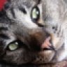 Max_in_WA