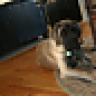 English Mastiff
