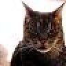cyborcat