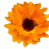 calendula