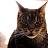 cyborcat
