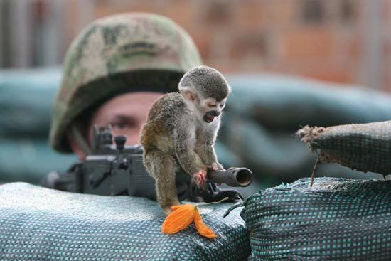 monkey-11.jpg