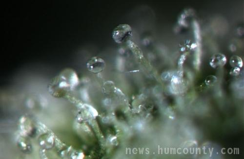Cannabis_THC.jpg
