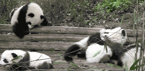 cutest-panda-gifs-group.gif