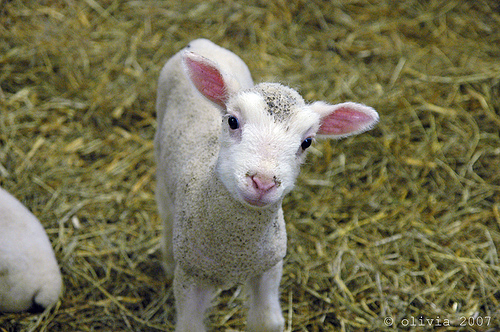 innocent-baby-lamb.jpg