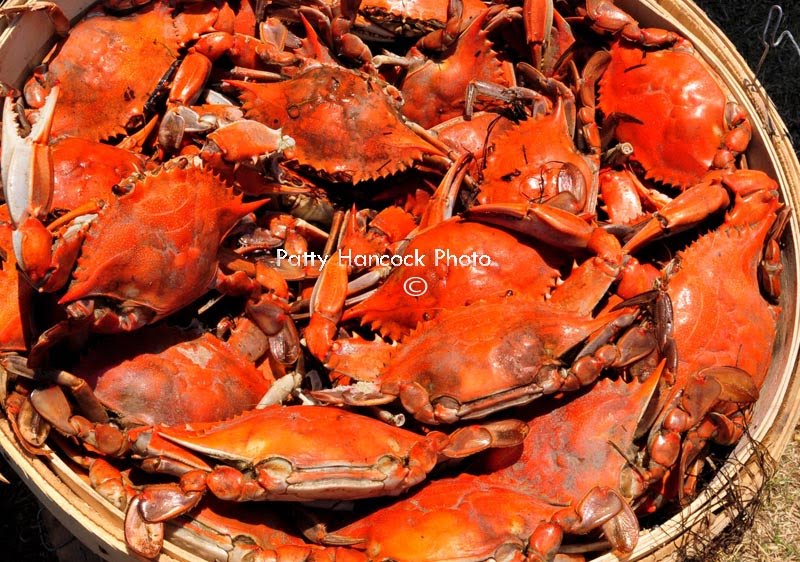crabs.jpg