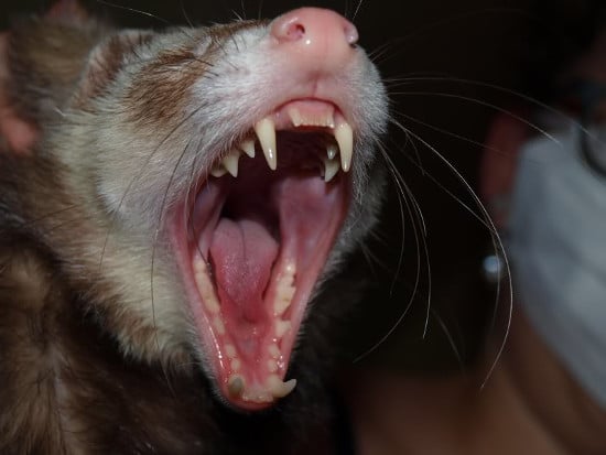 ferrets1.jpg