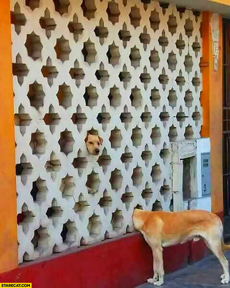 silly-dogs-photo-picture-optical-illusion.jpg