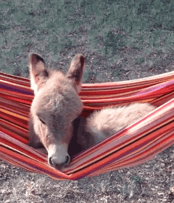 tumblr_o88oepZsE61sm5uoyo1_250.gif