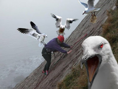 Evil+Seagulls.jpg