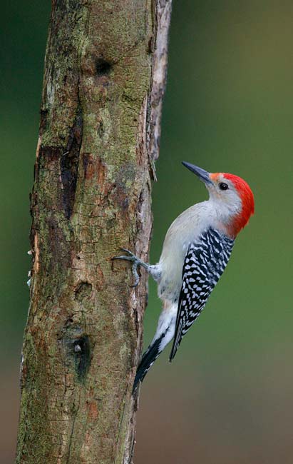 red-bellied-woodpecker1.jpg