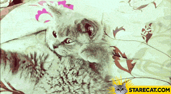 cat-facepalm-animation.gif