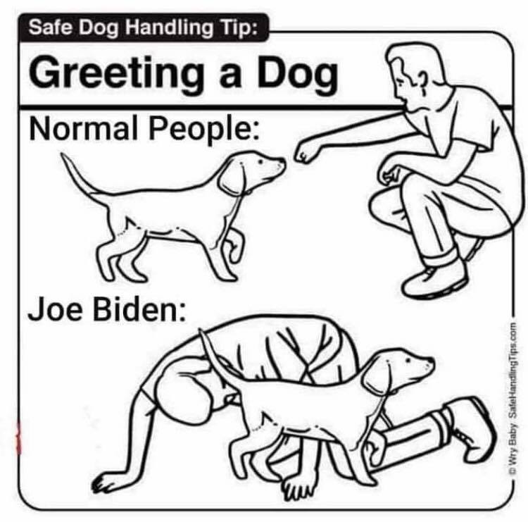 Dog%20handling.jpg