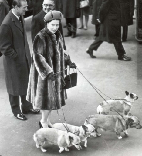 QueenCorgis.jpg