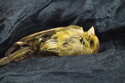 canary-in-a-coal-mine.jpg