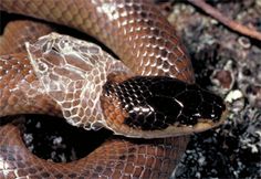 44f74e1e2d1ce6c73e65a0cc7829c398--snake-art-a-snake.jpg
