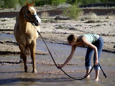 lead-a-horse-to-water.jpg