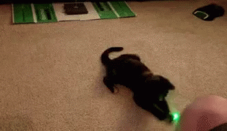 cat-laser.gif