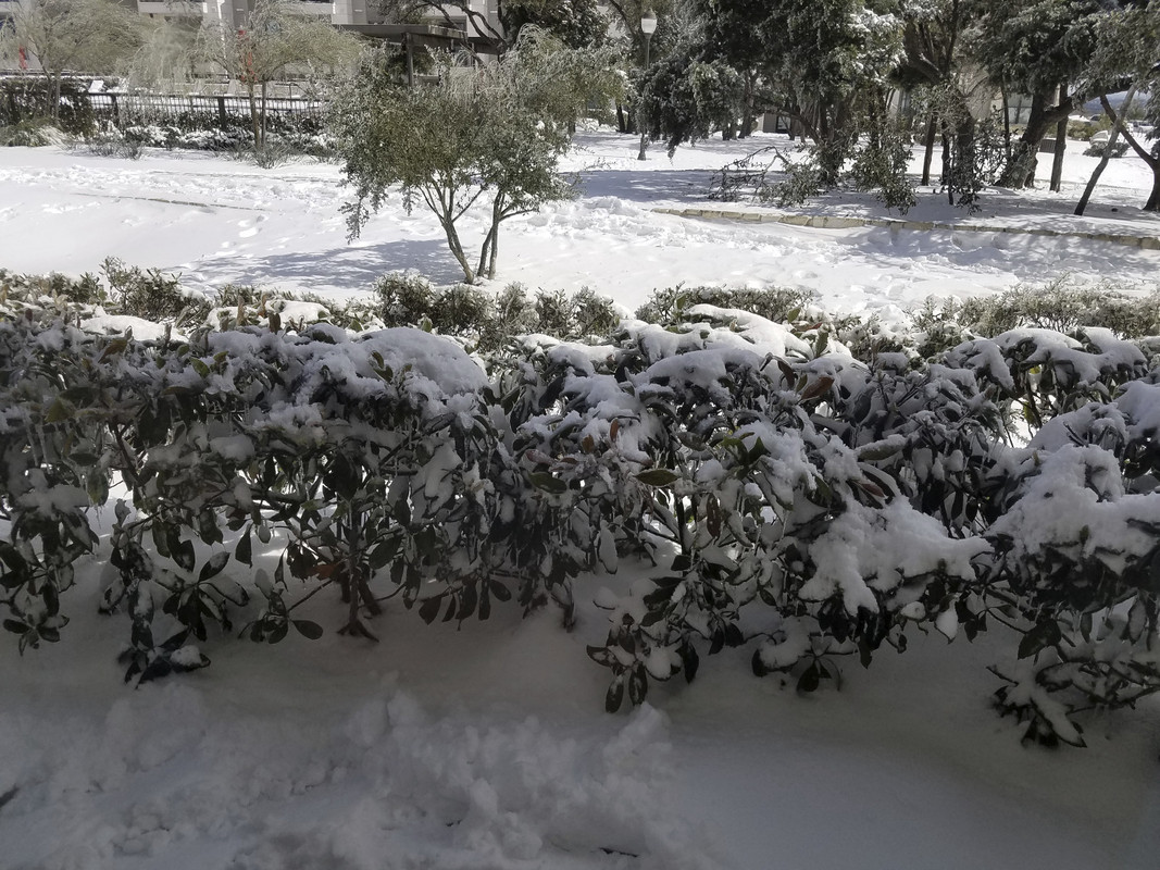 tx-snow.jpg