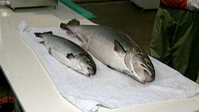 abc_wn_salmon_100920_wg.jpg