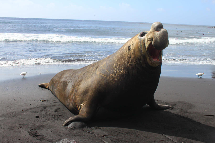 bernie_the_beach_master_by_ethelwulf-d5n13sz.jpg