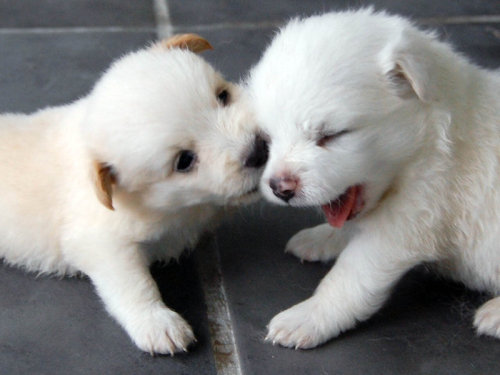 tumblr_ldtxwmoHFh1qbr3gno1_500.jpg