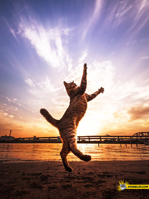 cat-touching-the-sky.jpg