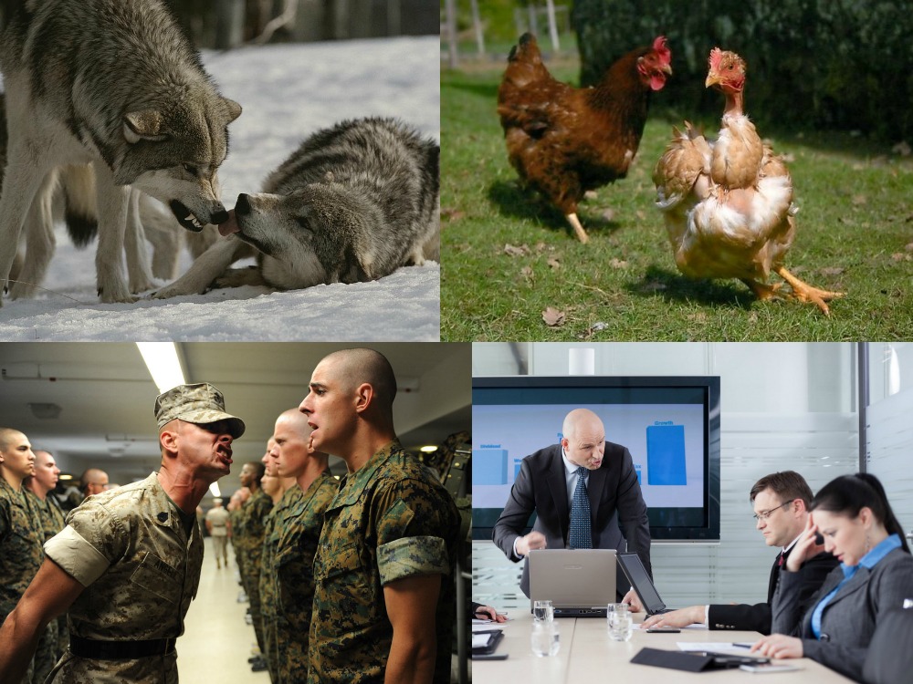 dominance_collage.jpg