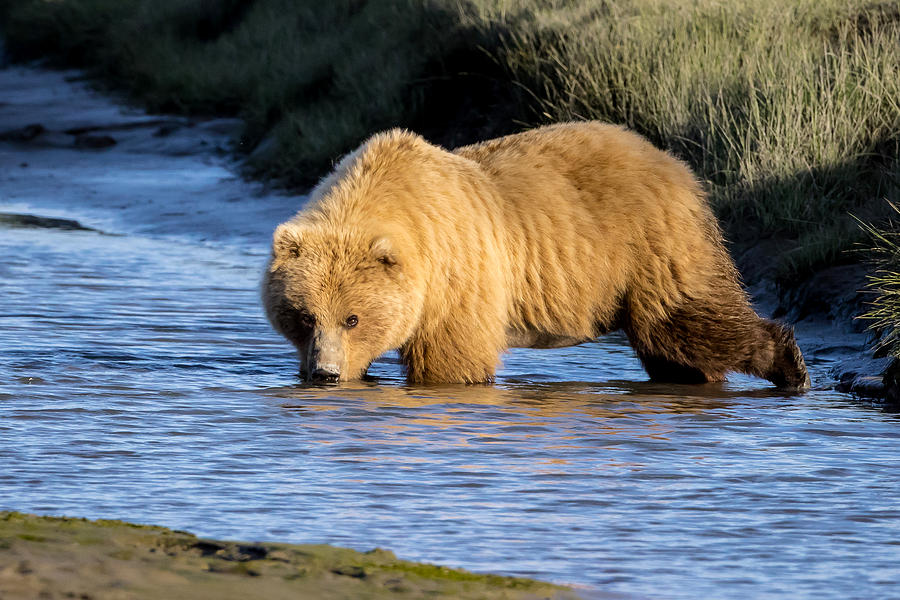1-golden-bear-jack-bell.jpg