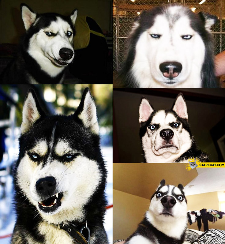 dog-making-silly-faces.jpg
