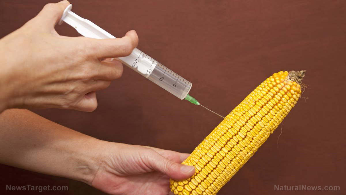 Gmo-Corn-Syringe-Inject.jpg
