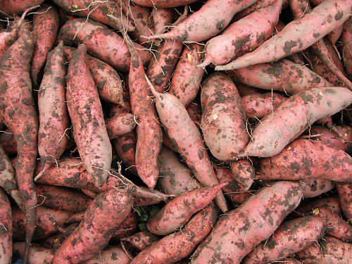 fal08_sweet_potatoes.jpg