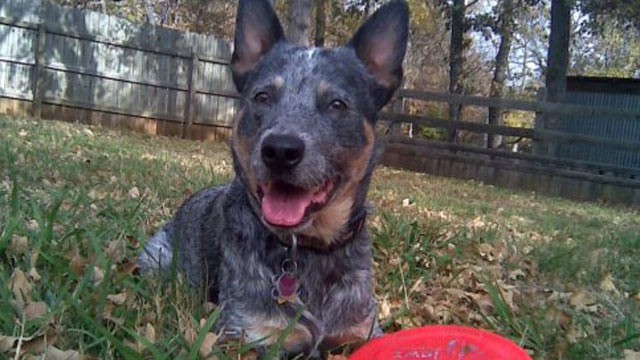 ht_cisco_the_dog_killed_thg_120416_wg.jpg