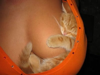 lucky-kitten.jpg