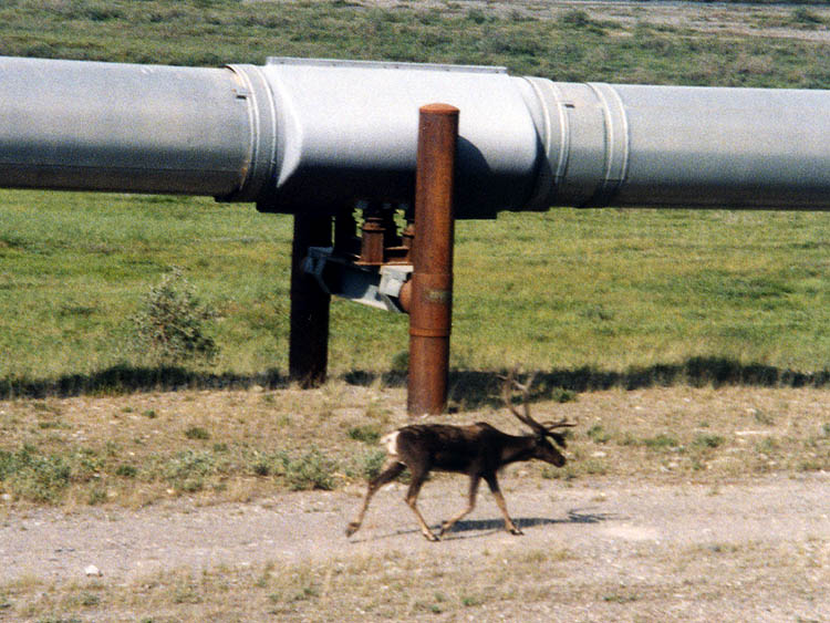 Alaska_Pipeline_and_caribou.jpg