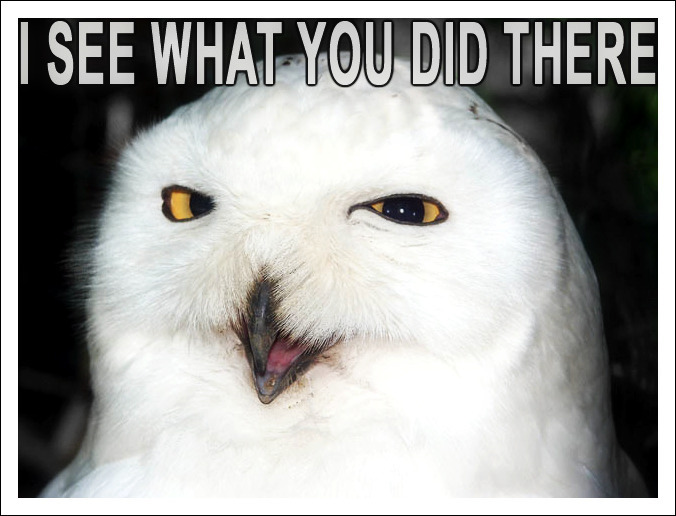 I-see-what-u-did-there-owls-13509156-676-516.jpg