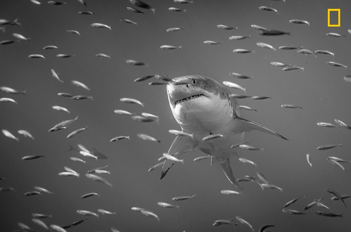 national-geographic-nature-photographer-year.jpg