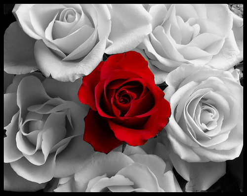Red_Rose_by_Leysh14.jpg