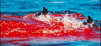 BloodInTheWater.jpg