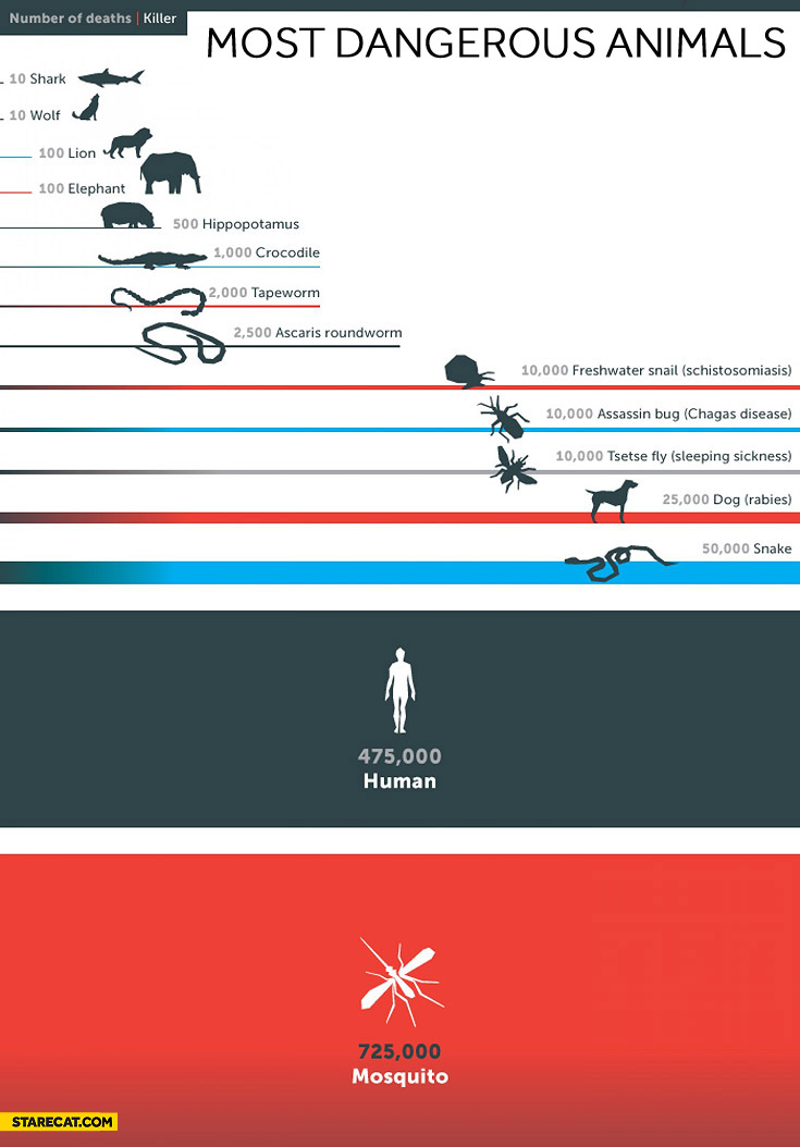 most-dangerous-animals.jpg