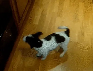 dog-chasing-tail-19.gif.webp