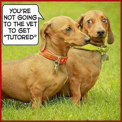 doxiejoke_tutored.jpg