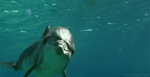 dolphin-animated-gif-19.gif