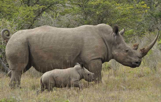 rhinoceros.jpg
